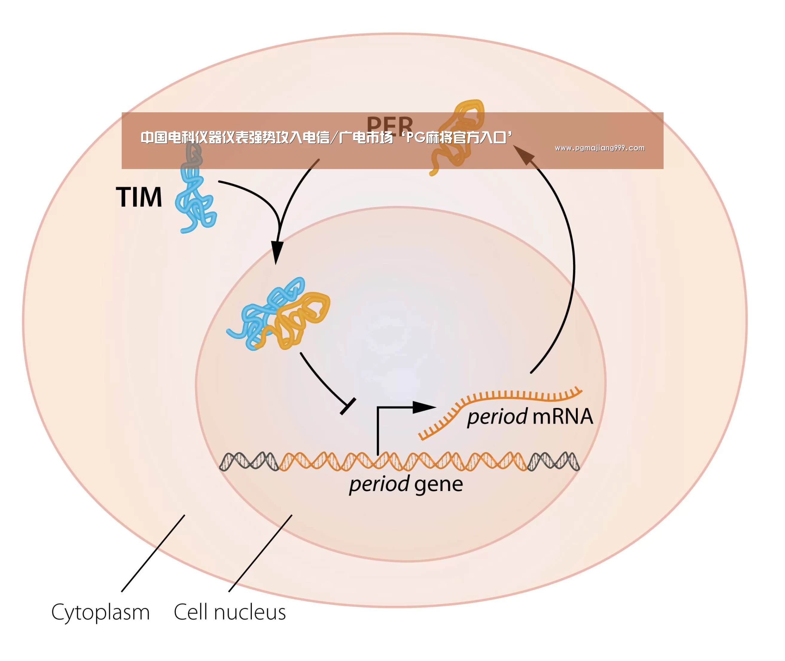 中国电科仪器仪表强势攻入电信/广电市场‘PG麻将官方入口’(图1) PG电子平台